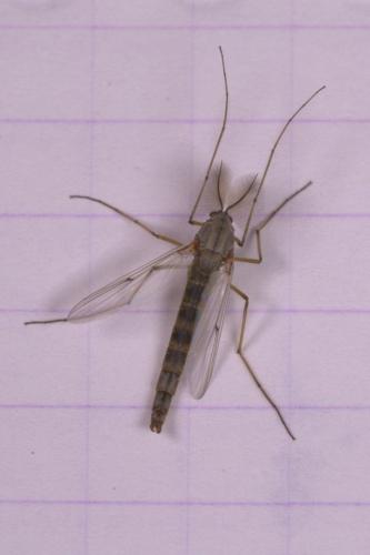 Réf. 251 073 : Chironomus sp.